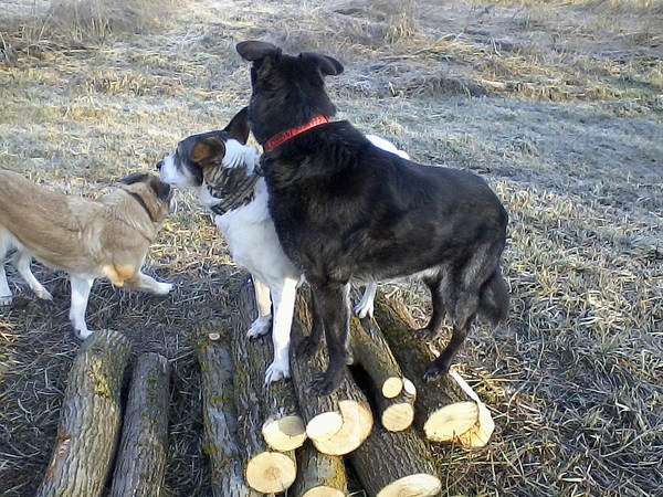 med_Zirkusreif.jpg (600 x 450)